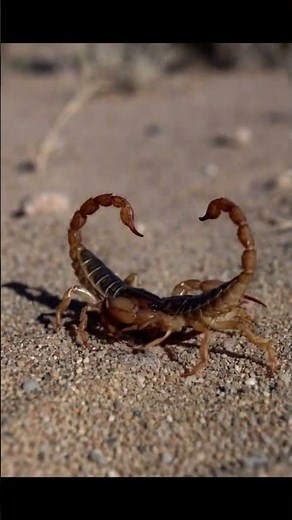 Scorpion vs Scorpion | A Silent Fight for Survival”