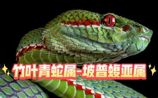 【图鉴】坡普蝮亚属 Popeia