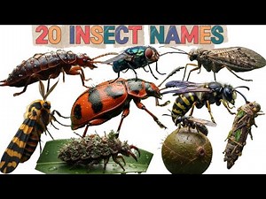 Educational Video: 20 Insects Name & Details for Kids | insects video | Shoumiktots