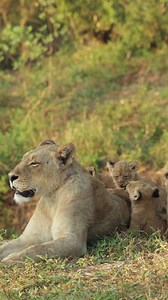 1.7M views · 120K reactions | A lioness from the Kambula pride with...
