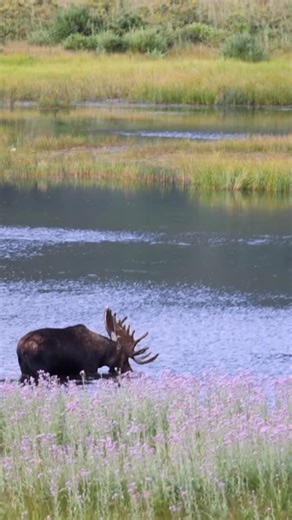 1.3K reactions · 99 shares | This massive bull moose 龜“Frank the Tank” eating his breakfast. #frankthetank #moose #bullmoose #rockymountainnationalpark #wildlife #fyp #fypreelsシ゚ #nature #outdoors #wilderness #mountains #colorado | Colorado Wild Adventures | Facebook