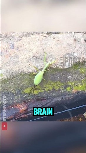 Parasite Controls Mantis Brain