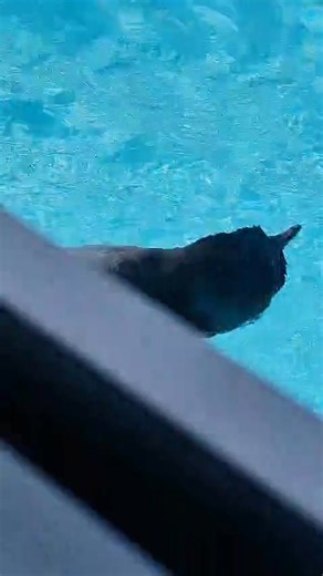 Meet Flipper 🐧 Survivor of a dog strike. New swimmer (only two weeks in!). Professional messy-feather model 😆 Her preening isn’t quite there yet, but over the last six weeks she’s been slowly reconnecting with the rest of the penguin crew—and making her way back to where she belongs. Small steps. Big courage. Watch this space… 💙✨ ✨ Want to meet Flipper in real life? Come visit us at West Coast Wildlife Centre, open every day from 9am–7pm. 🐟 Penguin feeding times are 11am & 3pm. Every visit h