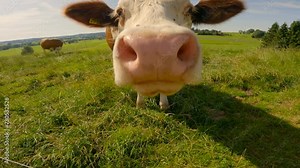 The theme is agriculture, animal husbandry, farming and dairy products in the Bavarian region of Germany. Cute, curious cows in a pasture near the German Alps in sunny summer weather.