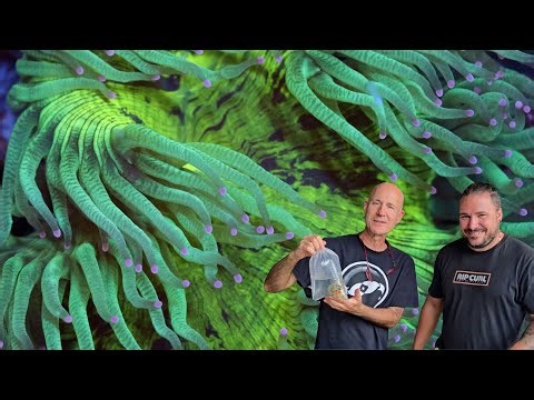 Introducing the Aqua-cultured Sprung Elegance Coral from Biota Aquariums!