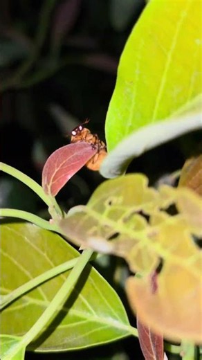 June bug