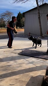 We are starting a new batch of imported dual dogs. We have 9 K9s available that will be trained for patrol, narcotics detection, article search, and scent discriminant trailing. Reach out to policek9@Highlandcanine.com. | Tactical Police K9 Training