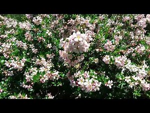 Escallonia Donard Seedling Flowers.