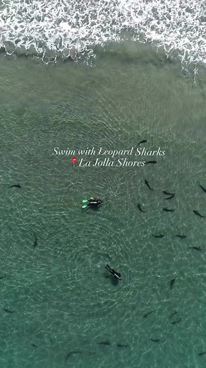 1K views | DYK La Jolla is home to the largest annual aggregation of leopard sharks in the world!? 麗 AND the best part is you can swim or walk around with them even in knee-deep or so water from roughly early July through the end of September or even into October (we shot this video in early October)! If you’re planning a trip to San Diego next summer, as many people are already, put this on your to-do list. | La Jolla Mom | Facebook