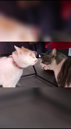 Cats Arguing: Funny Quarrel Between Furry Felines