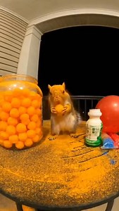 squirrel vs spicy 🔥 #funny #foryou #animals #squirrel #spicy #viral #fyp #foryoupage | SpicyNut the Squirrel