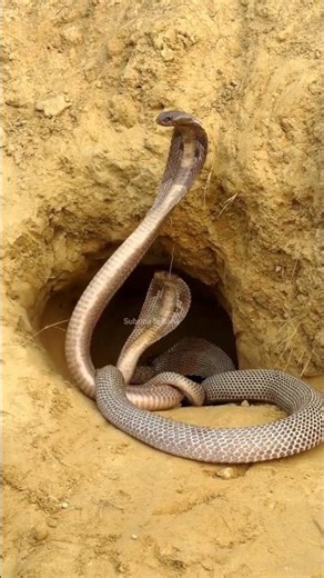 “Three Cobras Display Terrifying Moves — A Shocking Nature Moment!” #naturelovers #snake #animals