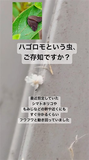 フワフワ白い虫。ハゴロモが至る所に！！#ハゴロモ #植物 #庭作業 #庭木#ガーデニング#虫 #外来種