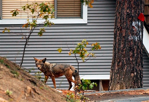 ‘Aggressive’ coyote tests positive for rabies after attacking N.J. resident
