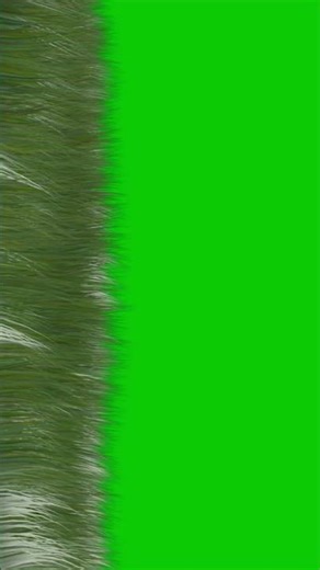 Grass field green screen background | nature grass chroma key stock footage #animation #videoediting