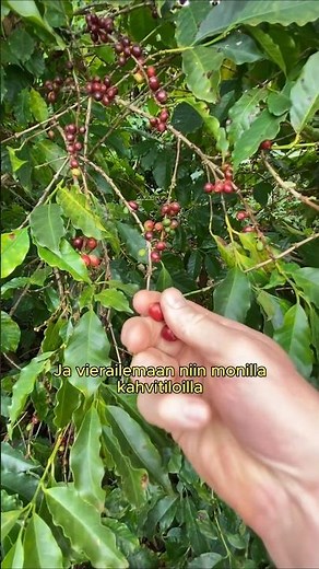 Kahvin matka viljelijältä kuppiin - mitä siinä oikein tapahtuu? 🌱➡️☕ #kahvi