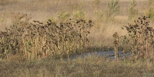 Strengthen ND to build processing facility and incubator to support local foods in Baldwin