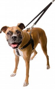 New Pet Store will Open in Palisades Center Mall to Promote Pet Adoptions