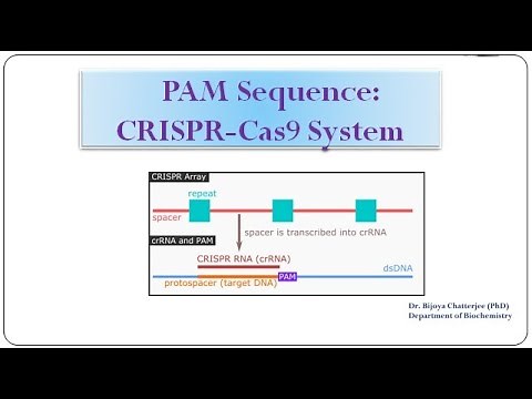 PAM Sequence -CRISPR /Cas 9 System