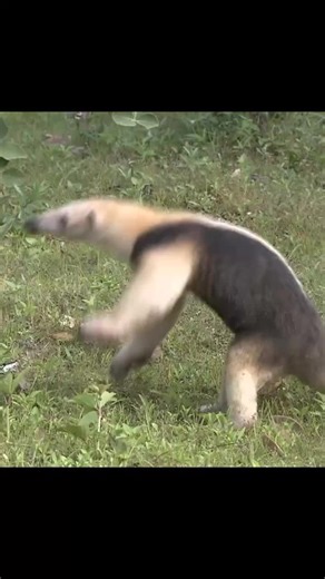 Discover the Fascinating Life of Anteaters Outdoors