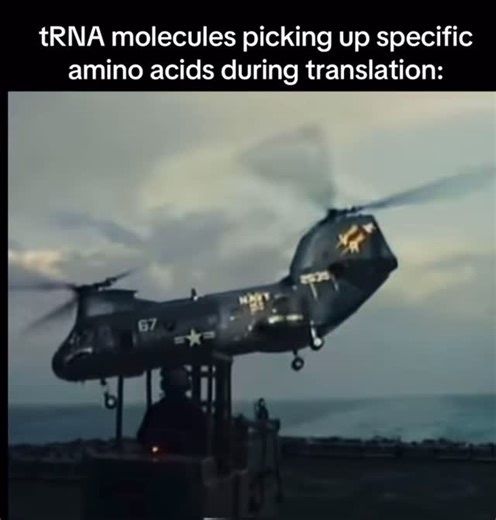BiotechPulse on Instagram: "Transfer RNAs (tRNAs) are not directly involved in the enzymatic process of transcription itself, which is carried out by RNA polymerases, but they are central to the fidelity of gene expression as the immediate functional products of transcription are ultimately decoded via tRNA activity. tRNA genes are transcribed in the nucleus (by RNA polymerase III in eukaryotes) to yield precursor tRNAs, which then undergo extensive maturation involving 5′ leader and 3′ trailer 