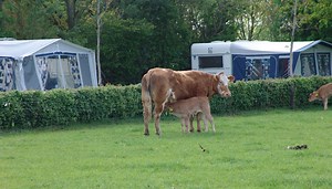 Camping Etten-Leur - De Menmoerhoeve Etten-Leur