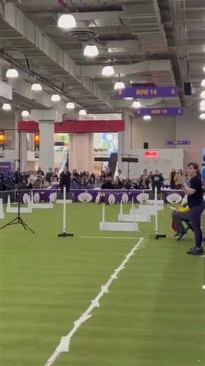 Zoom zoom! #dogsoftiktok #makingFetchHappen #dogsports #nafaflyball