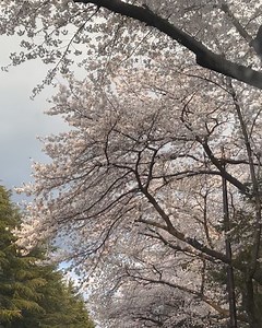 @nna_yomi on Instagram: "청도에 있는 예쁜 숙소 스테이별아 🛁 🫧🩵 친구네와 1박2일 신년모임 🎈 청도에 있는 예쁜 숙소를 검색하다가 가성비 좋은 청도 숙소 발견 ! 🩷 내부는 복층구조로 따뜻한 느낌의 깔끔한 우드톤 공간마다 예쁘게 잘 담아두셨고, 아이들을 위한 귀엽고 센스있는 공간이 있었어요 ! 야외에는 분위기 있는 따뜻한 온수 자쿠지까지 🛁 침실은 1층과 2층 두 곳으로, 두 곳 모두 청도의 고즈넉한 풍경을 그대로 담은 뷰 ⛰️🖤 폭닥폭닥 침구 컨디션도 좋고 보일러까지 빵빵해서 춥지도 않고 따뜻하고 잘 수 있었어요 ☺️ 저녁엔 바베큐 파티하고 큼지막한 불멍 공간까지 준비해두셔서 친구네와 샴페인 한잔 하며 마무리 시간까지 🥂 알차게 꽉꽉 채워 보냈어요 🩷 시간 가는게 너무 아쉬웠던 청도에서의 1박2일 다른곳보다 가격대비 괜찮았던 가성비