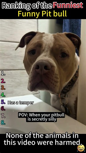 Ranking of the Funniest Pit bull #dog #cute #puppy #funnyvideo #dogsoftiktok