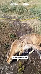 rescue the deer from the water hole ,#animals #funyanimals #christmas #animalrescue #rescue | Chicago Rescue Dog Rangers