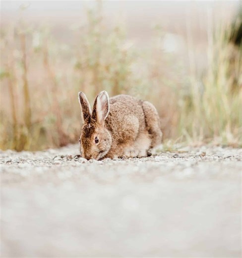 The Arctic Hare - A Fascinating Creature of the Frozen North