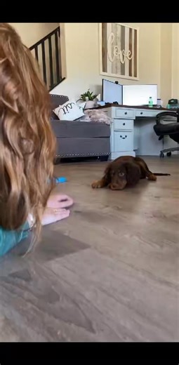 Play time with our Gordon Setter girl! (We still don’t have a name for her �) Frontrowedoodles.com | I love Gordon Setters