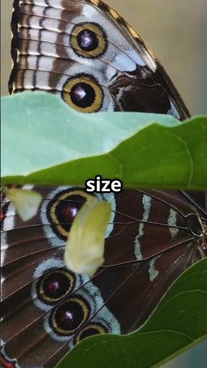 Why Everyone Is Talking About the Mindo Cloud Forest in Ecuador