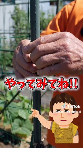 キュウリの園芸ネットをピーン！と張る方法！ #家庭菜園 #農園 #栽培 #農家 #きゅうり農家 #きゅうり大好き #きゅうり好き