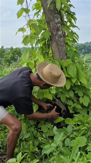 dapat ayam hias sedang bertelur #animal #videoshort #viralshort #fypシ゚viral