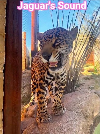 Jaguar's Sound #jaguar #roar #wildanimals