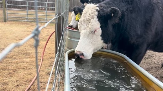 🐄💧 Winter Reminder: Check Those Water Troughs! A cow can drink 30-50 gallons of water per day—but not if it’s frozen solid. Dehydration is one of the biggest (and most preventable) threats to cattle in winter. When water troughs freeze over, cows can’t drink, which leads to: ❌ Reduced feed intake ❌ Lower milk production ❌ Compromised immune systems ❌ Weight loss and health issues Your winter checklist: ✅ Check troughs at least twice daily ✅ Break ice or use tank heaters/de-icers ✅ Ensure all a