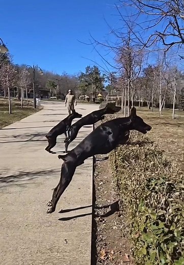 Captivating Doberman Jumping Tricks