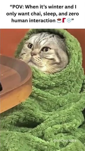 “POV When it’s winter and I only want chai, sleep, and zero human interaction ☕🧣❄️”#kitten