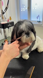 💙💙 | Alpha Pet