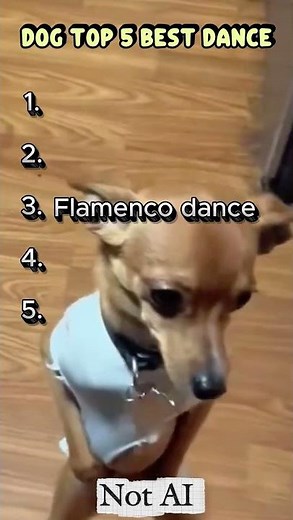 5 Epic Dog Dance Moves Caught on Camera!