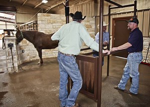 About Our Equine Veterinarian Clinic in Abilene, TX | West Texas Equine Clinic