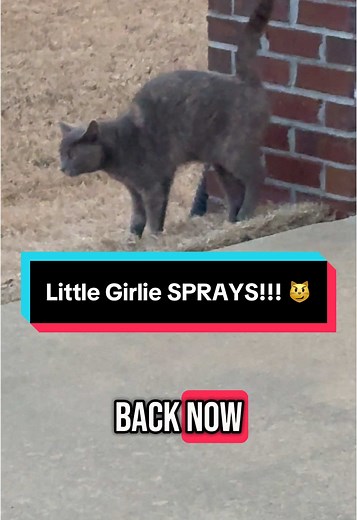 Little Girlie Sprays: Understand Cat Behavior