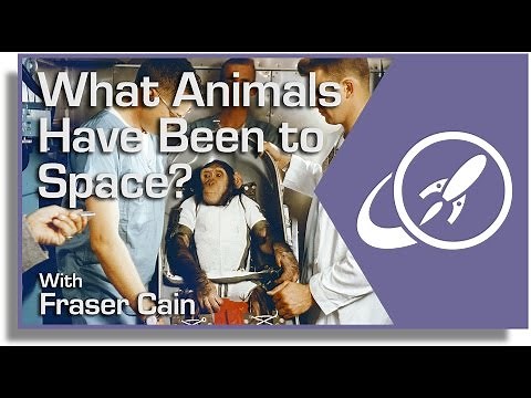 What Animals Have Been to Space?