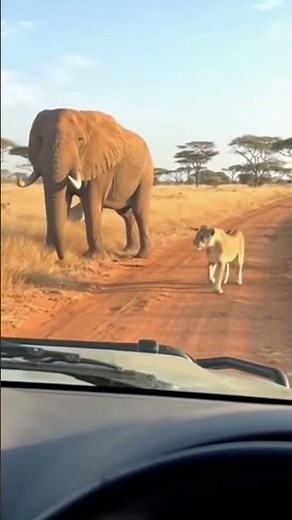 Lions Try to Take Down an Elephant – Insane Hunting Attempt