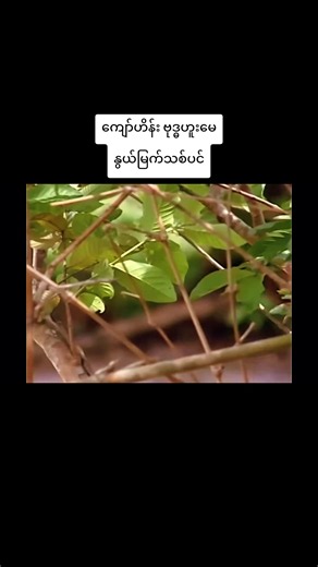 ဦးကျော် ဗုဒ္ဓဟူးမေ#creatorsearchinsights #movieideas #movierecap #ရောက်ချင်တဲ့နေရာရောက်👌 #tpyシ