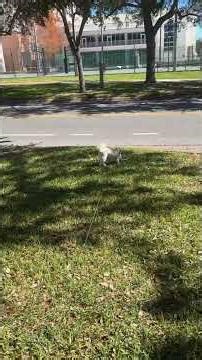 Beautiful day for a walk around St Petersburg, Florida. #doglife #dog #terrier #stpetersburgflorida