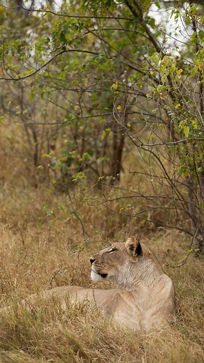 Our guides and guests at Mara Plains were recently treated to an extra special sighting: a lioness moving her newborn cub. Lions are born blind and spend the first few weeks of their lives concealed in dens where they are less vulnerable to prowling predators. Catching a glimpse of the tiny youngsters at this stage is rare and we feel privileged to have witnessed this incredible moment.⁣ ⁣⁣⁣ 📍Mara Plains, Kenya⁣⁣⁣ | Great Plains Conservation