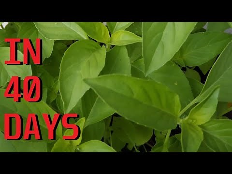 How to grow lemon basil from seeds