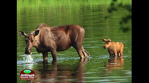 21K views · 29 reactions | SAVE 15% on LODGING THROUGH JUNE 14th...